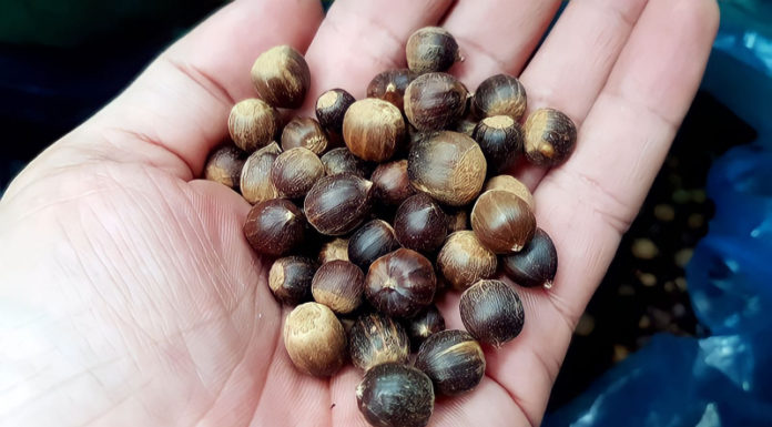 Rise in Demand for Roasted Peanuts