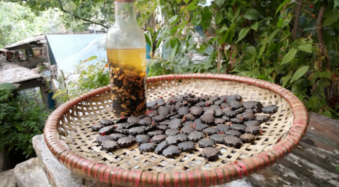 The Benefits of Gac Seeds: What Diseases Can Gac Seeds Treat?