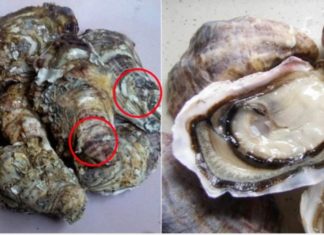 The best way to buy fresh and tasty oysters is to focus on this aspect
