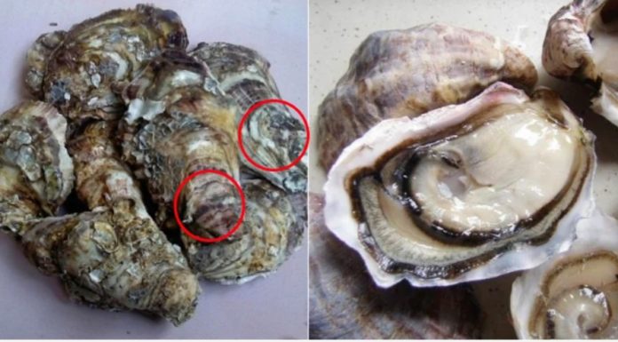 The best way to buy fresh and tasty oysters is to focus on this aspect