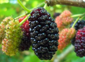 Ancestral Wisdom: 3 Plants that Bring Prosperity, Longevity, and Abundance