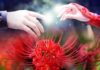 Heartwarming Legend of Love and Meaning of Edelweiss