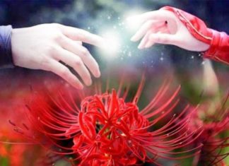 Heartwarming Legend of Love and Meaning of Edelweiss