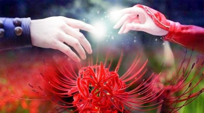 Heartwarming Legend of Love and Meaning of Edelweiss