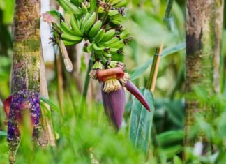 Surprising Health Benefits of Bananas for Both Men and Women, Many People Don’t Know