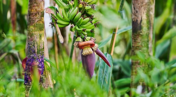 Surprising Health Benefits of Bananas for Both Men and Women, Many People Don’t Know