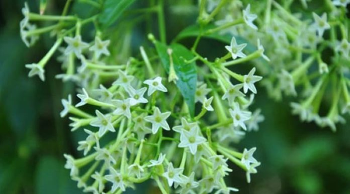 8 Beautiful Flowers with Deadly Toxicity