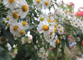 Growing White-Petalled Sunflowers: Origins, Significance and Tips
