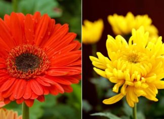 Attract Abundance and Wishes with an Altar of Blooming Prosperity