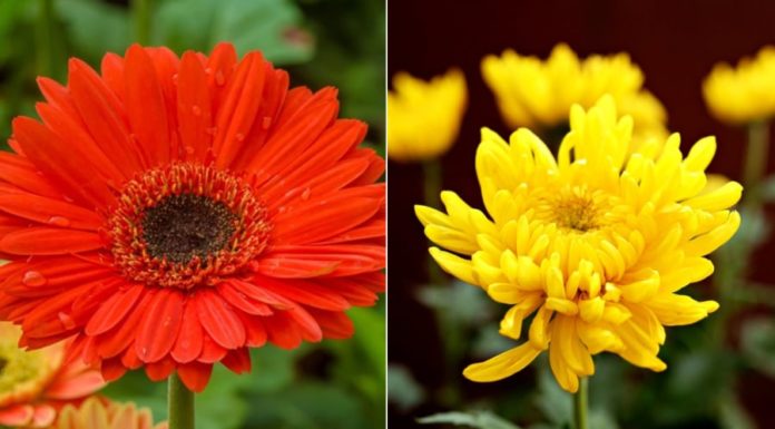 Attract Abundance and Wishes with an Altar of Blooming Prosperity