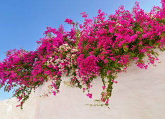 Planting Paper Flowers Brings Luck and Fortune to Your Family