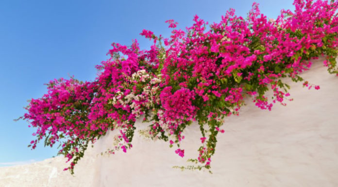 Planting Paper Flowers Brings Luck and Fortune to Your Family