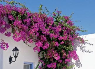 Easy-to-grow plants that turn into lush vines and burst into vibrant blooms come summer