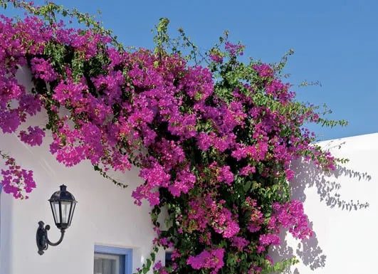 Easy-to-grow plants that turn into lush vines and burst into vibrant blooms come summer