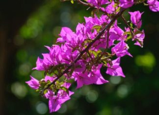 Investigating the Health Effects of Ingesting Paper Flowers
