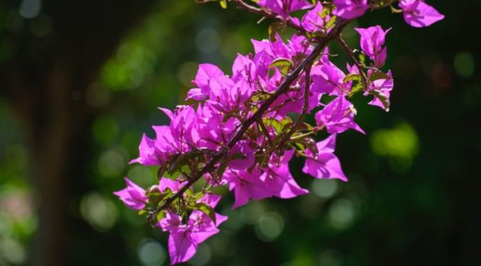 Investigating the Health Effects of Ingesting Paper Flowers