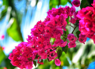 The Mystical Art of Paper Flowers and Their Feng Shui Significance