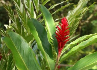 Exploring the Significance and Layout of the “Flower of Happiness”