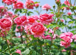 5 Lucky Flowers to Display for Prosperity in the Year of the Wood Horse 2024