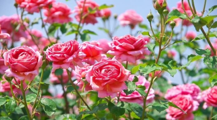 5 Lucky Flowers to Display for Prosperity in the Year of the Wood Horse 2024