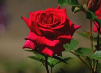 5 Lucky Flowers for Love, Work, and Life