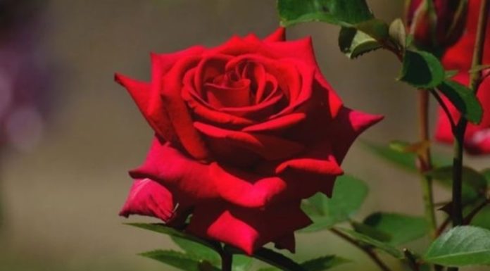 5 Lucky Flowers for Love, Work, and Life