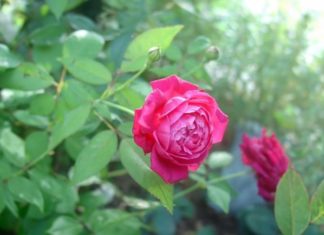 Garden expert reveals amazing tricks to keep rose plants blooming all year round with big, thick petals and abundant flowers