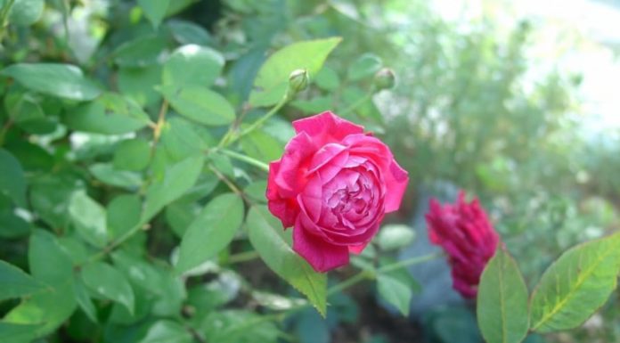 Garden expert reveals amazing tricks to keep rose plants blooming all year round with big, thick petals and abundant flowers