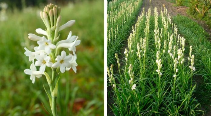 Can Eating Orchid Petals Benefit Your Health?