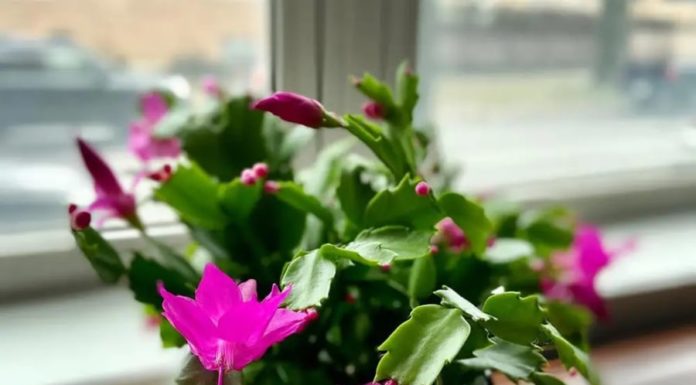 4 Lucky Flowers to Bring in the Spring for Wealthy Individuals