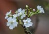 How to Choose and Care for Pear Blossoms After Tet, Play for 2 Months Without Wilting