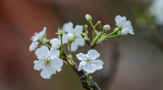 How to Choose and Care for Pear Blossoms After Tet, Play for 2 Months Without Wilting