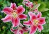 Extend the life of your lilies with just a few drops of this water treatment, keeping them fresh and vibrant for weeks.