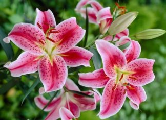 Extend the life of your lilies with just a few drops of this water treatment, keeping them fresh and vibrant for weeks.