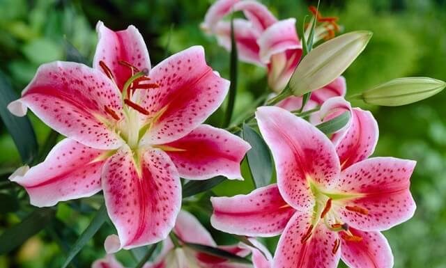 Extend the life of your lilies with just a few drops of this water treatment, keeping them fresh and vibrant for weeks.