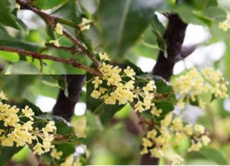 This tree brings real money, planting it in front of the house before the new year is suitable for all 5 elements, helping to increase wealth and prosperity.