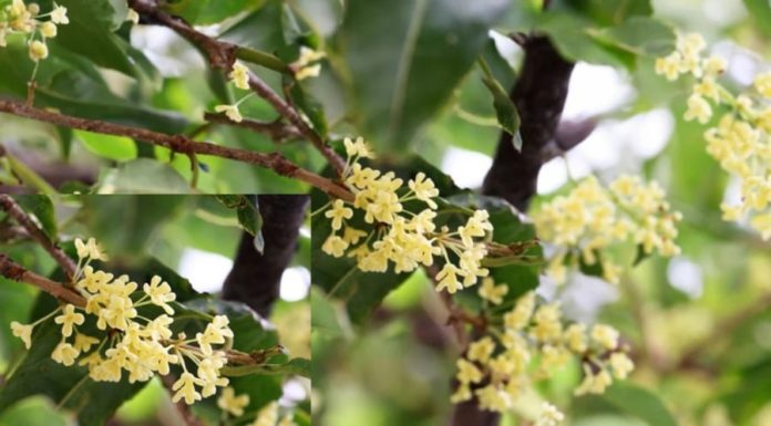 This tree brings real money, planting it in front of the house before the new year is suitable for all 5 elements, helping to increase wealth and prosperity.