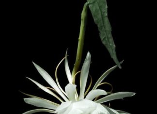 The 5 Most Beautiful Flowers That Captivate Hearts Only Bloom at Night