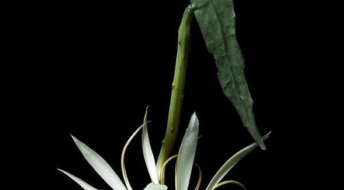 The 5 Most Beautiful Flowers That Captivate Hearts Only Bloom at Night