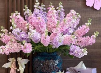 The Deadly Charm of Dendrobium Flowers: How to Keep Them Fresh and Non-Toxic