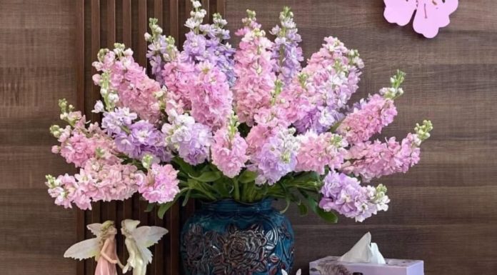 The Deadly Charm of Dendrobium Flowers: How to Keep Them Fresh and Non-Toxic