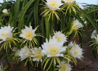 Investigating the Advantages of Consuming Dragon Fruit