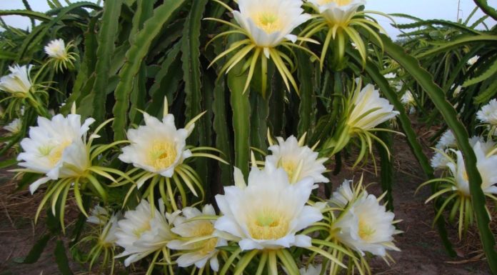 Investigating the Advantages of Consuming Dragon Fruit