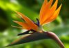 Growing and Caring for a Bird of Paradise Plant at Home