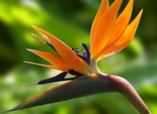 Growing and Caring for a Bird of Paradise Plant at Home
