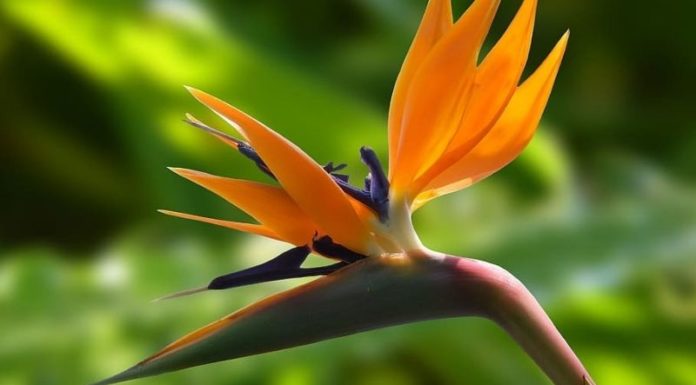 Growing and Caring for a Bird of Paradise Plant at Home