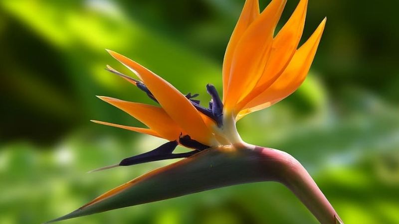 Growing and Caring for a Bird of Paradise Plant at Home