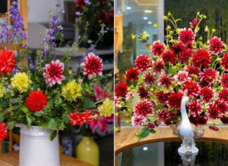Select Gorgeous Medicinal Flowers for a Festive Tet Celebration, Lasting Freshness for an Entire Week
