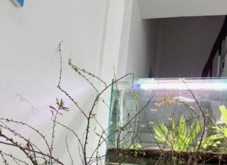 Simple tips to make your apricot blossom bloom beautifully during Tet holiday