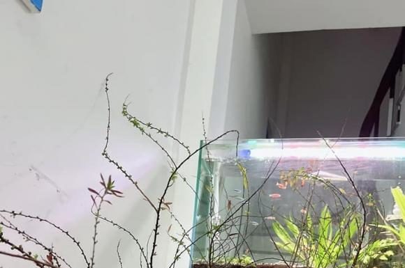 Simple tips to make your apricot blossom bloom beautifully during Tet holiday